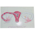 Развитие спермы в стадии матки Описание Анатомическая модель человека (R110403)